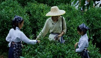 “一標(biāo)一品一產(chǎn)業(yè)” 浙江杭州余杭區(qū)著力打造特色茶經(jīng)濟(jì)