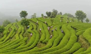 讓傳統(tǒng)茶泡出“新”滋味 福建南平高質(zhì)量推進“三茶”統(tǒng)籌發(fā)展