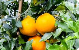 四川資陽雁江區(qū)：流通升級與加工補(bǔ)鏈為蜜柑產(chǎn)業(yè)注入新動能