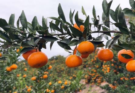 南豐蜜桔：天地合釀，何以成為“中國蜜桔之鄉(xiāng)”？