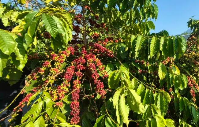 從“云咖”到“國(guó)豆”云南咖啡產(chǎn)區(qū)實(shí)現(xiàn)華麗蛻變