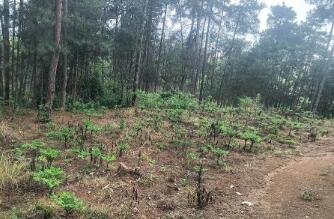 “小魔芋”發(fā)揮“大魔力” 陜西漢中鎮(zhèn)巴縣以林下經(jīng)濟(jì)促增收