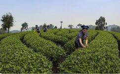 四川犍為推動(dòng)“就業(yè)名片”向“產(chǎn)業(yè)引擎”加速升級(jí)