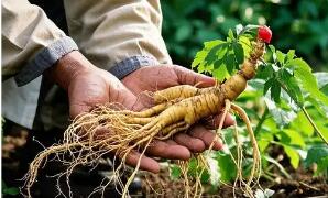 《吉林長白山人參地理標(biāo)志專用標(biāo)志使用管理辦法》印發(fā)