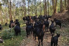 一碗羊肉湯撬動大產(chǎn)業(yè) 四川金堂縣以黑山羊賦能鄉(xiāng)村振興