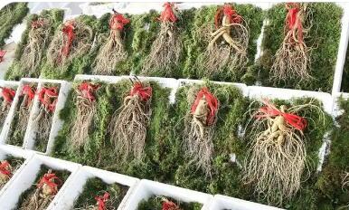 “百草之王”走上進階路--探尋吉林撫松人參產(chǎn)業(yè)高質(zhì)量發(fā)展之路