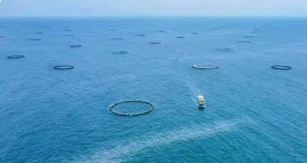 跨進深遠海 廣東全產業(yè)鏈深耕“藍色糧倉”