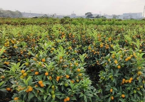 探訪“年桔之鄉(xiāng)”番禺都那村：年桔熟了 滿目“豐”景入畫來