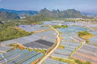 廣西打造優(yōu)質(zhì)蔬菜生產(chǎn)基地