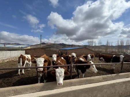 內(nèi)蒙古巴林右旗：科技賦能，現(xiàn)代畜牧業(yè)全鏈升級