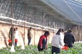 節(jié)日消費市場“熱”力十足、文化味兒濃 “菜籃子”“果盤子”供應(yīng)豐富穩(wěn)定