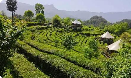 陜西寧強(qiáng)：“綠葉子”變富民強(qiáng)縣“金葉子”