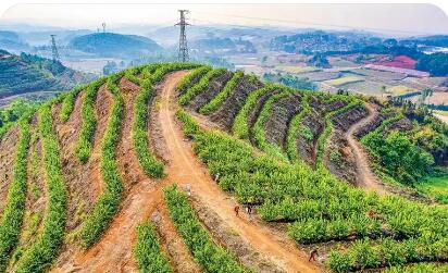 “鏈”上發(fā)力，土特產(chǎn)身價倍增 云南高原特色農(nóng)業(yè)駛?cè)搿皵?shù)字快車道”