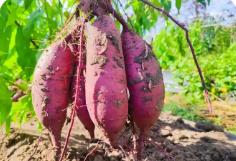 山西甘薯創(chuàng)新成果亮相全國產(chǎn)業(yè)博覽會(huì)