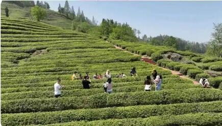 一片茶葉富山鄉(xiāng) 湖北?？低苿?dòng)傳統(tǒng)茶產(chǎn)業(yè)深度轉(zhuǎn)型
