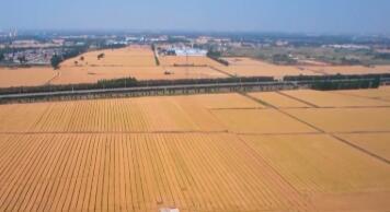 1.43萬億斤！為何今年全國糧食產(chǎn)量再創(chuàng)新高？