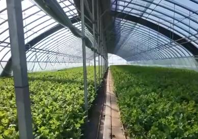 各地冬日果蔬供應(yīng)量足價穩(wěn) 豐富節(jié)日期間百姓“菜籃子”“果盤子”