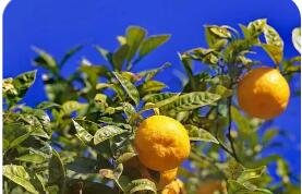 依托山區(qū)特色產(chǎn)業(yè)浙江常山萬(wàn)千農(nóng)戶走出“共富路”