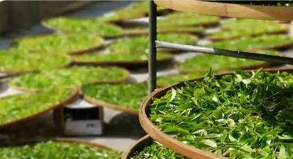 茶葉出口歐盟面臨的技術性貿(mào)易措施挑戰(zhàn)與應對