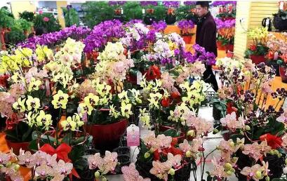 2025年前11月云南出口鮮切花規(guī)模居全國(guó)首位