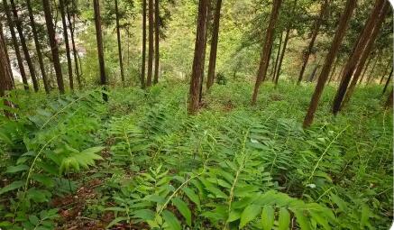 貴州林下黃精產(chǎn)業(yè)：打綠色生態(tài)牌，走精深加工路