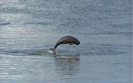 十大行動(dòng)！我國實(shí)施長江江豚拯救行動(dòng)計(jì)劃（2026—2035年）