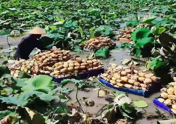 “寶應(yīng)荷藕”入選國家級農(nóng)業(yè)品牌精品培育名單，“中國荷藕之鄉(xiāng)”再添“國字號”