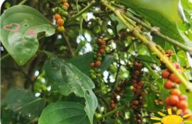 海南胡椒種植面積與產(chǎn)量均居全國(guó)首位