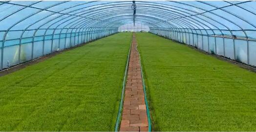 科技“點綠”冬季　設(shè)施農(nóng)業(yè)成為農(nóng)民增收“新引擎”