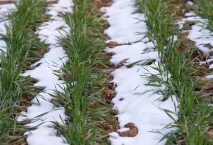 柑橘甜、菜飄香 冬日的田野蘊藏勃勃生機 果蔬豐收助力鄉(xiāng)村振興