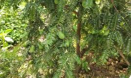 安徽黟縣：深耕“香榧經(jīng)濟(jì)”實(shí)現(xiàn)綠富共興