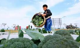 江蘇響水縣：“蔬”寫地標(biāo)新篇章 西蘭花變“致富花”