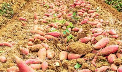 山西運城甘薯產(chǎn)業(yè)精準(zhǔn)施策尋求新突破