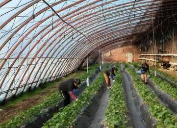 山西高平：智慧農業(yè)顯身手 溫室大棚好“豐”景