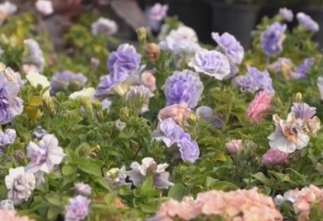 居民“菜籃子”持續(xù)上新供應(yīng)足 新年消費(fèi)市場(chǎng)紅紅火火“熱氣騰騰”