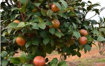 破解“下山難”提升價值鏈 浙江青田油茶全鏈機(jī)械化開辟富民路