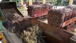 確保將一根甘蔗“吃干榨盡” 廣西來(lái)賓構(gòu)建五大循環(huán)經(jīng)濟(jì)產(chǎn)業(yè)鏈