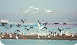 新一批長(zhǎng)江流域國家重點(diǎn)保護(hù)水生野生動(dòng)物重要棲息地名錄發(fā)布