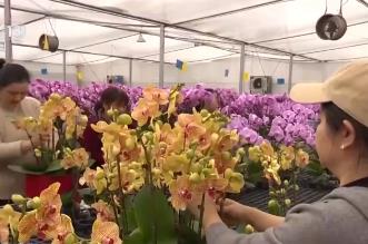 集市人氣旺、年宵花爭艷 “年貨消費”活力充沛激發(fā)經(jīng)濟增長新動能