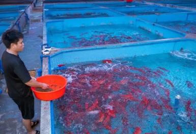 中國(guó)東星斑之鄉(xiāng)，居然是海南這個(gè)小城