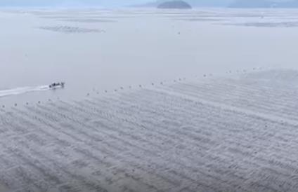 首批在南方培育和養(yǎng)殖的裙帶菜苗成功投產(chǎn) 產(chǎn)業(yè)鏈融合拓展致富“新空間”