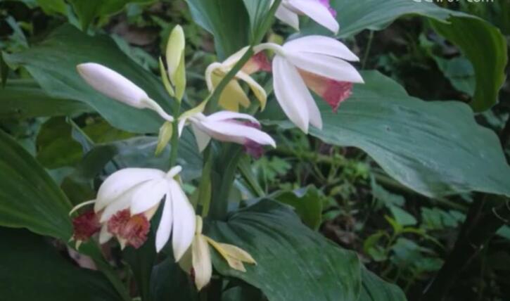 長江經(jīng)濟(jì)帶國家級自然保護(hù)區(qū)珍稀物種保護(hù)成效顯著