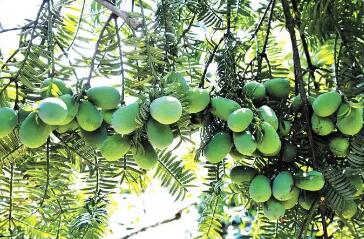 三十年攻堅(jiān)做強(qiáng)香榧產(chǎn)業(yè) 帶動(dòng)山區(qū)百姓增收致富