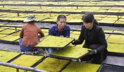 去年人均可支配收入突破4.5萬元 農(nóng)民增收，浙江為何能？