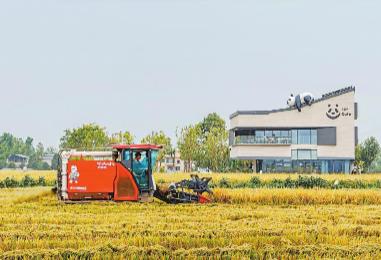 鍛長板、補(bǔ)短板、育新板　今年四川“三農(nóng)”工作劃重點(diǎn)