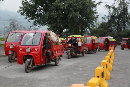 涪陵榨菜“訂單+服務(wù)”賦能，扎實(shí)推進(jìn)青菜頭收購(gòu)高效有序開(kāi)展