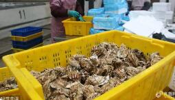 “中國牡蠣之鄉(xiāng)”產(chǎn)值突破百億 稅務合規(guī)同步提升