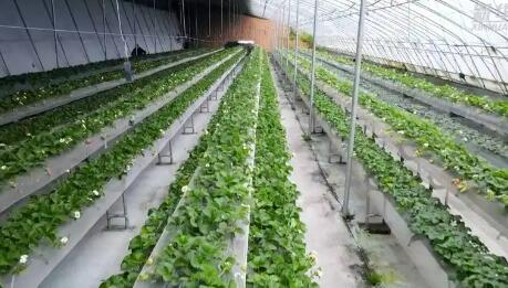 甘肅隴西：東西部協(xié)作推動設施農業(yè)發(fā)展