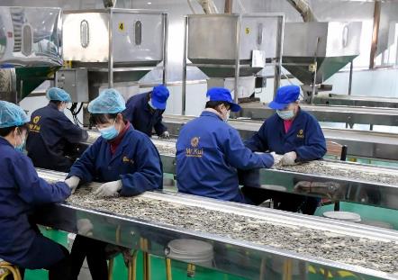 河套葵花籽成為“蒙字號”農產(chǎn)品出海旗手