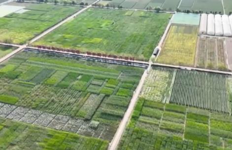 我國(guó)種業(yè)振興“五年見成效”目標(biāo)順利完成 “中國(guó)糧”用“中國(guó)種”態(tài)勢(shì)更加牢固